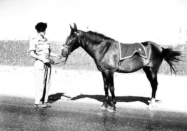 1951 1LF 1950 Guard Duties  C in C residence Fayid Canal Zone637